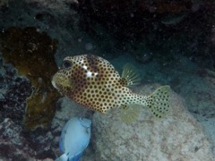 Spotted Trunkfish (8